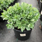 SEDUM SPECTABILE `AUTUMN JOY`