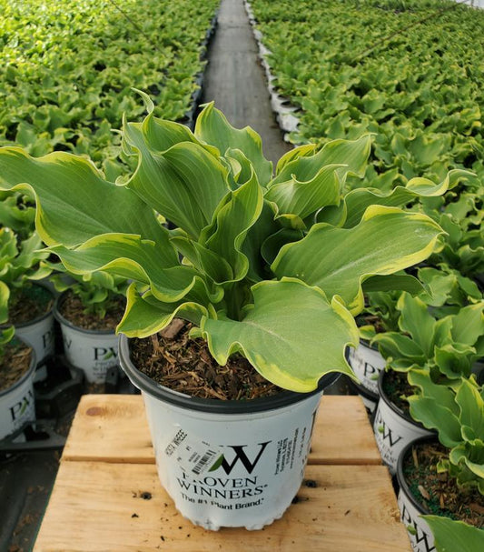 HOSTA SHADOWLAND `WHEEE`