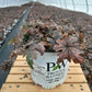 TIARELLA `CUTTING EDGE`