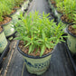 ASCLEPIAS TUBEROSA
