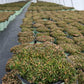 DELOSPERMA JEWEL DESERT `GARNET`