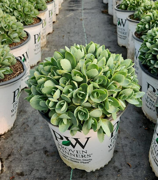 SEDUM ROCK `N GROW `LEMONJADE`