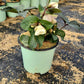 HELLEBORUS X FROSTKISS `MOLLY`S WHITE`