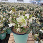 HELLEBORUS X FROSTKISS `MOLLY`S WHITE`