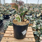 HELLEBORUS X `IVORY PRINCE`