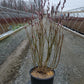 SALIX MELANOSTACHYS - BLACK PUSSY WILLOW