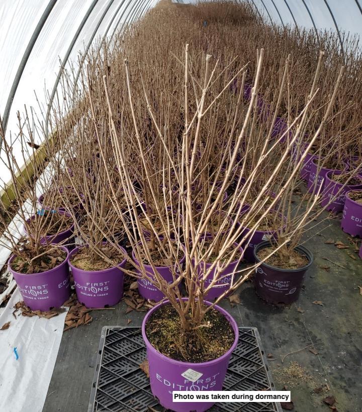 VIBURNUM PLICATUM `OPENING DAY`