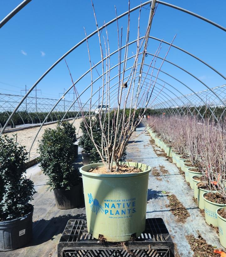 CORNUS RACEMOSA `HURON`