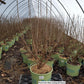 VIBURNUM NUDUM `WINTERTHUR`