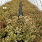 EUONYMUS FORTUNEI `GOLD SPLASH`