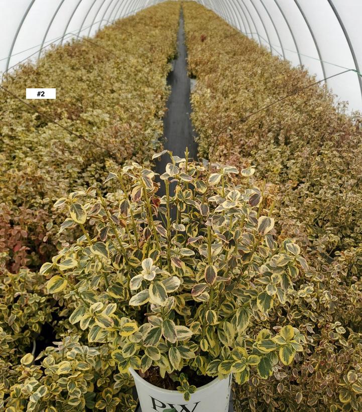 EUONYMUS FORTUNEI `GOLD SPLASH`