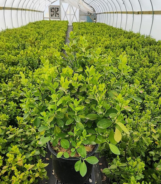 EUONYMUS KIAUTSCHOVICUS `MANHATTAN`