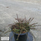 COTONEASTER ADPRESSUS `LITTLE GEM`