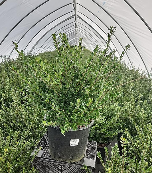 ILEX CRENATA `COMPACTA`