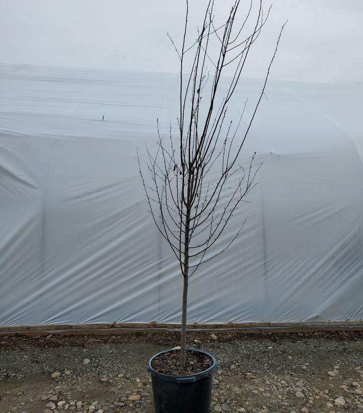 PRUNUS CERASIFERA `THUNDERCLOUD`