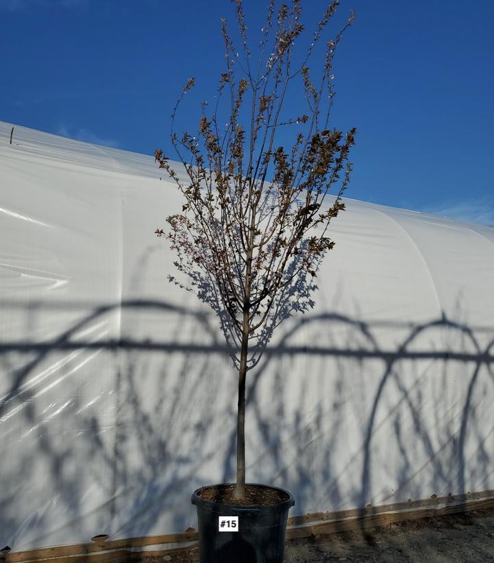 PRUNUS CERASIFERA `THUNDERCLOUD`