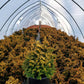 CHAMAECYPARIS OBTUSA `FERNSPRAY GOLD`
