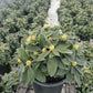 RHODODENDRON YAK. `GOLDEN TORCH`