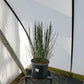CYTISUS SCOPARIUS `LENA`