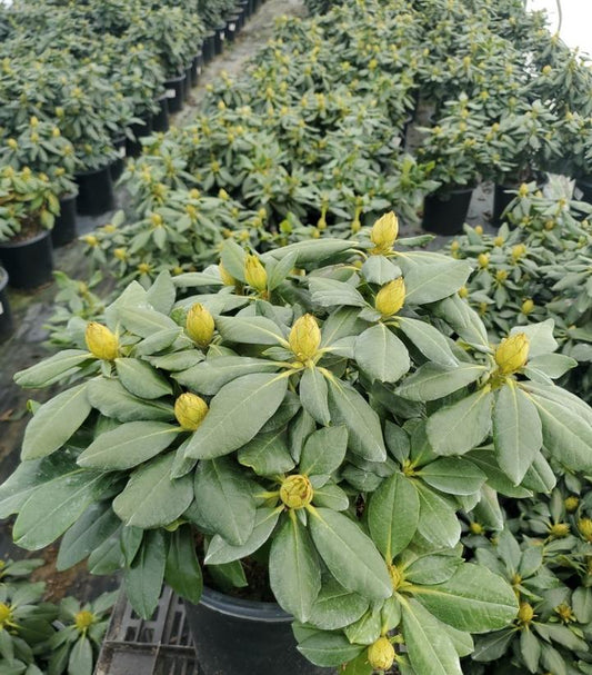 RHODODENDRON MIYAMA `GOLD PRINZ`