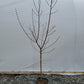 PRUNUS `REDHAVEN` PEACH