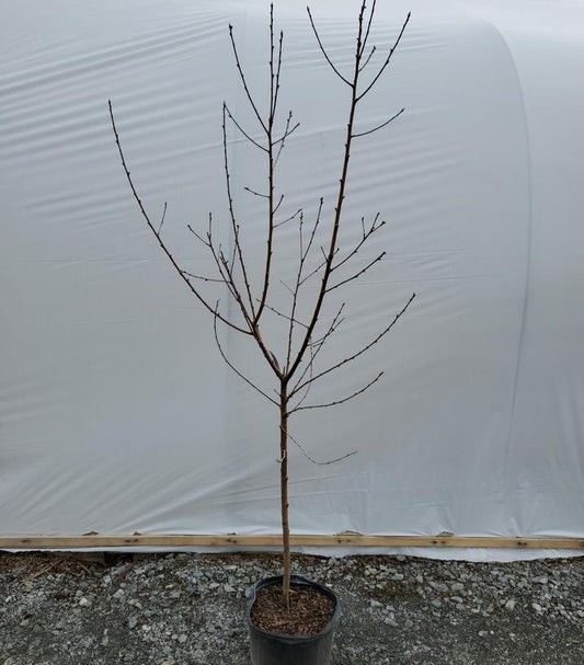 PRUNUS `REDHAVEN` PEACH