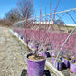 CORNUS ALBA `NEON BURST`