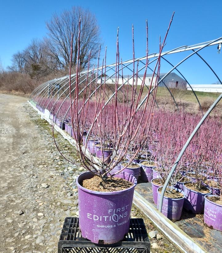 CORNUS ALBA `NEON BURST`