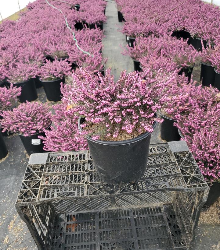 ERICA CARNEA PINK