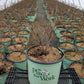VIBURNUM CARLESII `SPICE ISLAND`