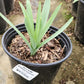ALLIUM CHRISTOPHII