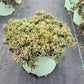 DELOSPERMA JEWEL DESERT `ROSE QUARTZ`