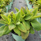 DIGITALIS PURPUREA `DALMATION PURPLE`