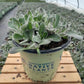 ERIGERON `LYNNHAVEN CARPET`