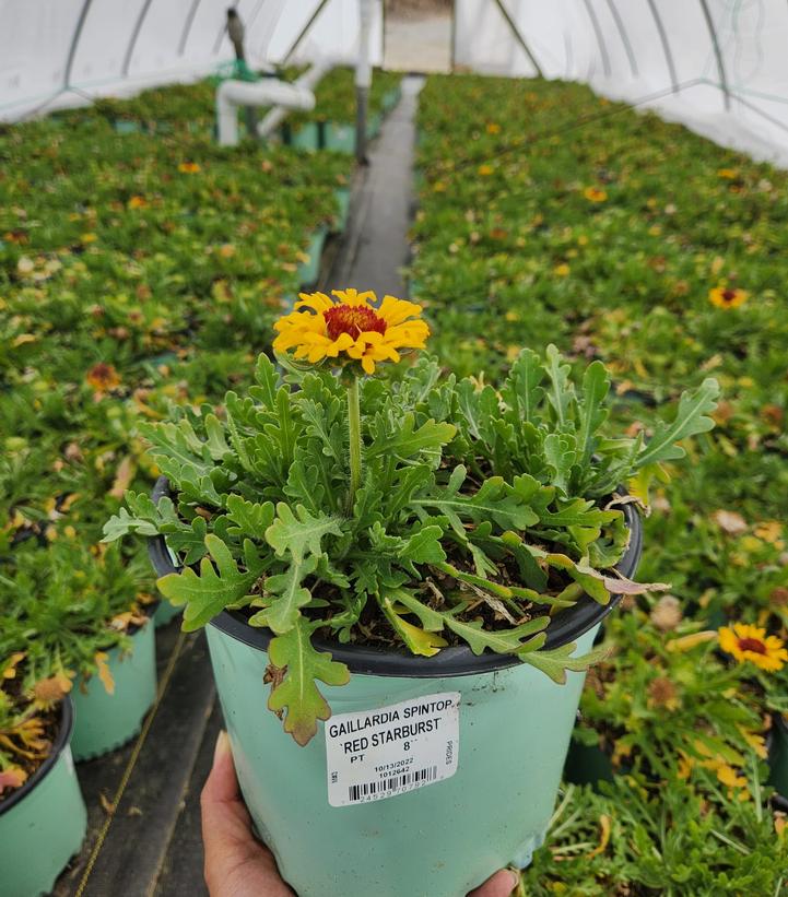 GAILLARDIA SPINTOP `RED STARBURST`