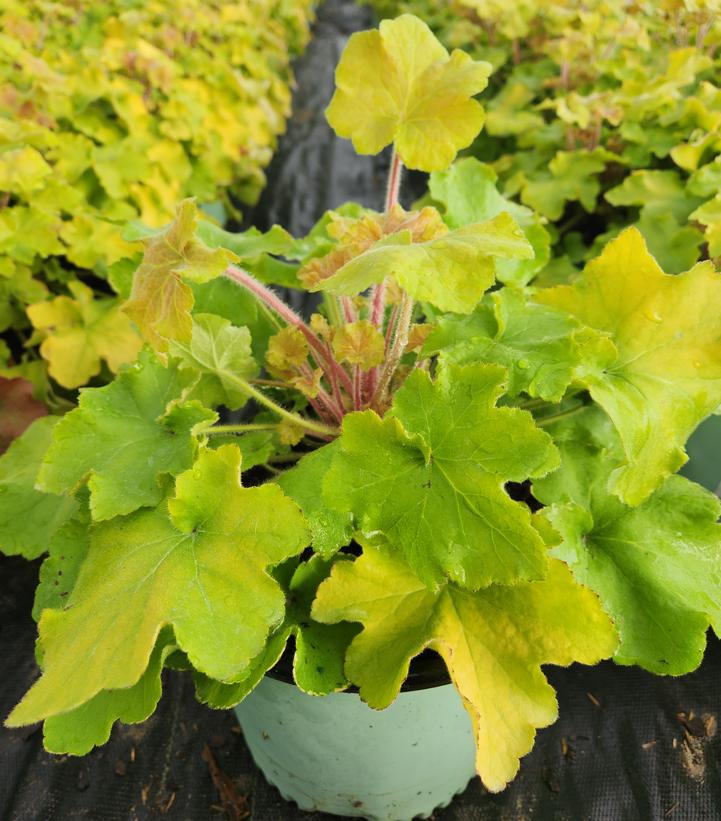 HEUCHERA `GUACAMOLE`