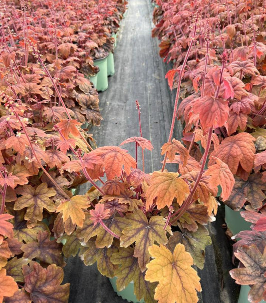 HEUCHERELLA `SWEET TEA`