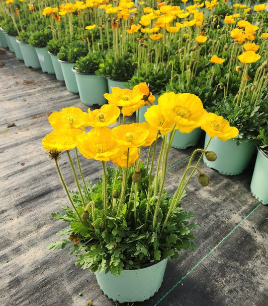 PAPAVER `SPRING FEVER YELLOW`