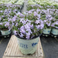 PHLOX SUB. SPRING `BLUE`
