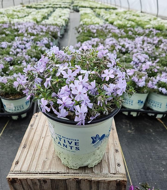 PHLOX SUB. SPRING `BLUE`