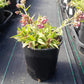 PULMONARIA `RASPBERRY SPLASH`