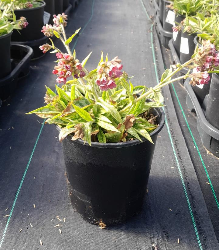 PULMONARIA `RASPBERRY SPLASH`