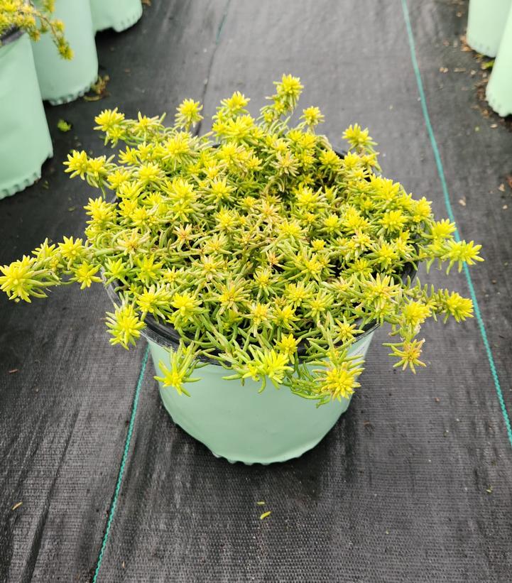 SEDUM SUN SPARKLER `ANGELINA`S TEACUP`