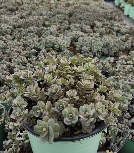 SEDUM SUN SPARKLER `PLUM DAZZLED`