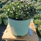 SEDUM SUN SPARKLER `LIME ZINGER`