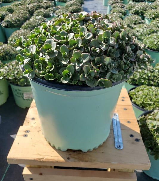 SEDUM SUN SPARKLER `LIME ZINGER`