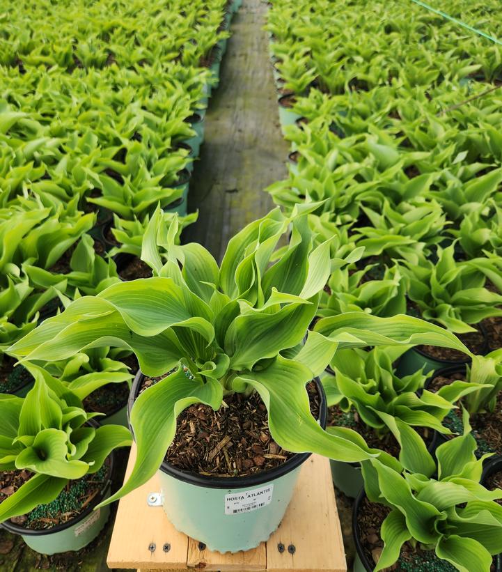 HOSTA `ATLANTIS`