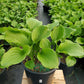 HOSTA `ROYAL CREST`