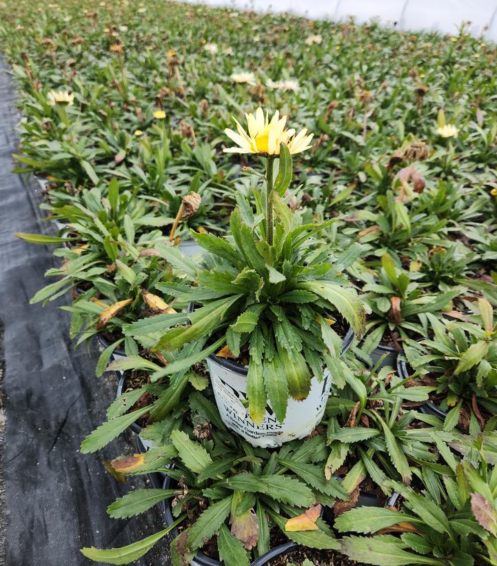 LEUCANTHEMUM AMAZING DAISIES `BANANA CREAM II`