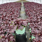 PENSTEMON DAKOTA `BURGUNDY`